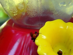 Trigona fulviventris