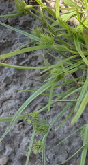 Cyperus squarrosus