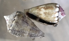 Conus mus