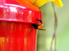 Trigona fulviventris