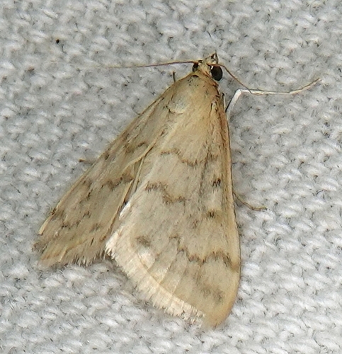Hahncappsia pergilvalis photo 5
