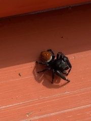 Phidippus