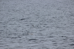 Hydrobates microsoma