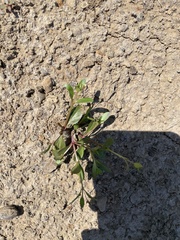 Lindernia anagallidea