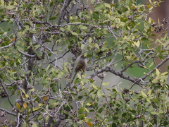 Leptasthenura aegithaloides