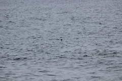 Hydrobates microsoma