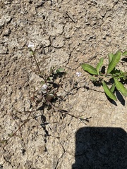 Lindernia anagallidea