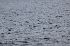 Hydrobates microsoma