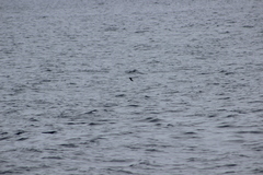 Hydrobates microsoma