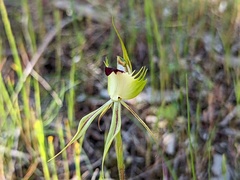 Caladenia stricta