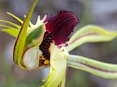 Caladenia stricta