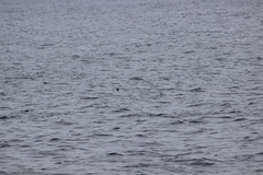 Hydrobates microsoma