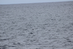Hydrobates microsoma