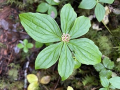 Arctocrania