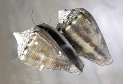 Conus mus