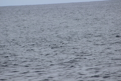 Hydrobates microsoma