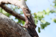 Chlamydosaurus kingii