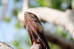 Chlamydosaurus kingii