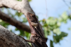 Chlamydosaurus kingii