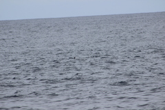 Hydrobates microsoma