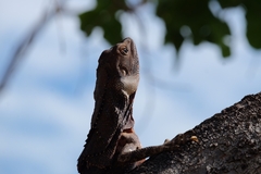 Chlamydosaurus kingii