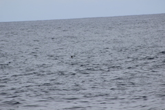Hydrobates microsoma