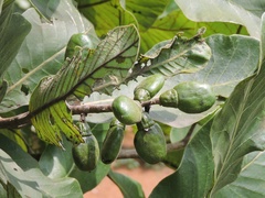 Semecarpus anacardium