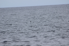 Hydrobates microsoma