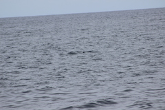 Hydrobates microsoma