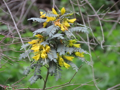 Sophora macrocarpa