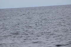 Hydrobates microsoma