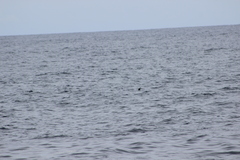 Hydrobates microsoma