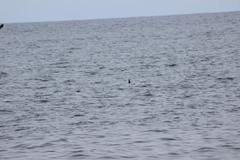 Hydrobates microsoma
