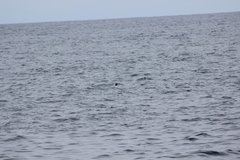 Hydrobates microsoma