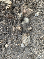 Dasymutilla sackenii