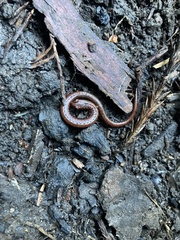 Batrachoseps attenuatus