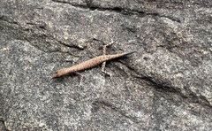 Cryptoblepharus daedalos