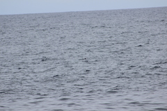 Hydrobates microsoma