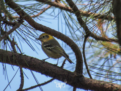 Peucedramus taeniatus