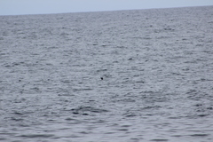 Hydrobates microsoma