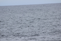 Hydrobates microsoma