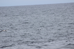 Hydrobates microsoma