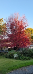 Acer