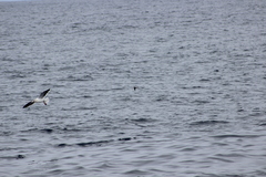 Hydrobates microsoma