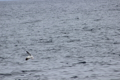 Hydrobates microsoma