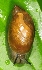 Oxyloma retusum