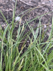 Carex rossii