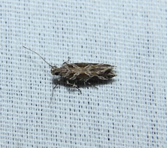 Aristotelia roseosuffusella