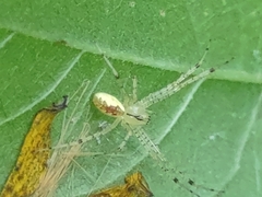 Pityohyphantes