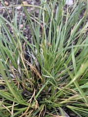 Carex rossii